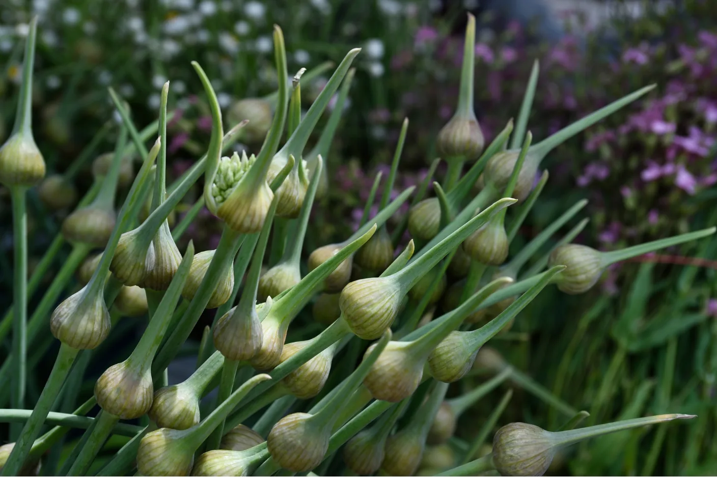 Elephant garlic scapes with swollen buds in the field