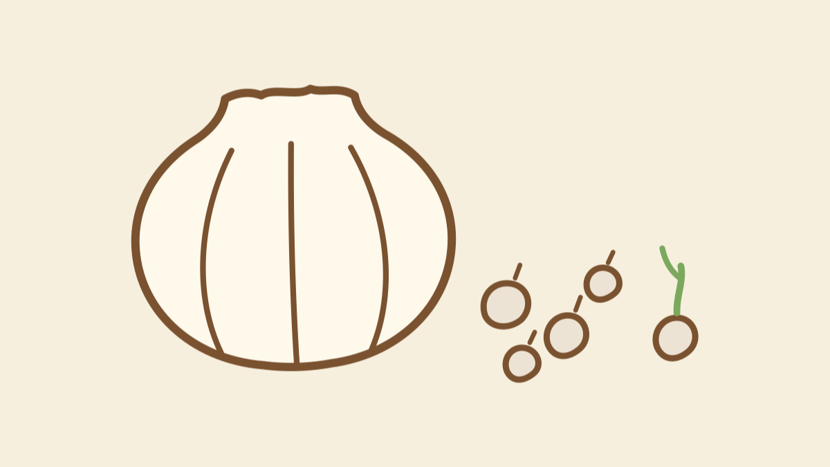 Hand-drawn illustration of an elephant garlic bulb with small corms scattered around it, one sprouting