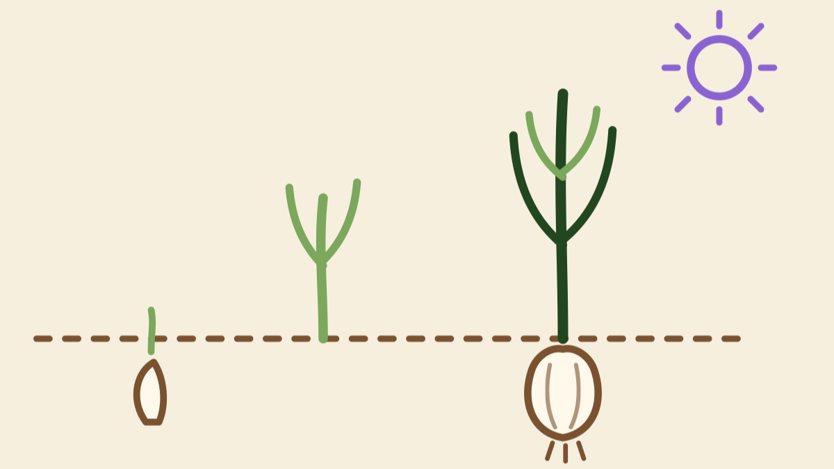 Hand-drawn illustration of elephant garlic growth stages, from planted clove to tall plant with a swelling bulb