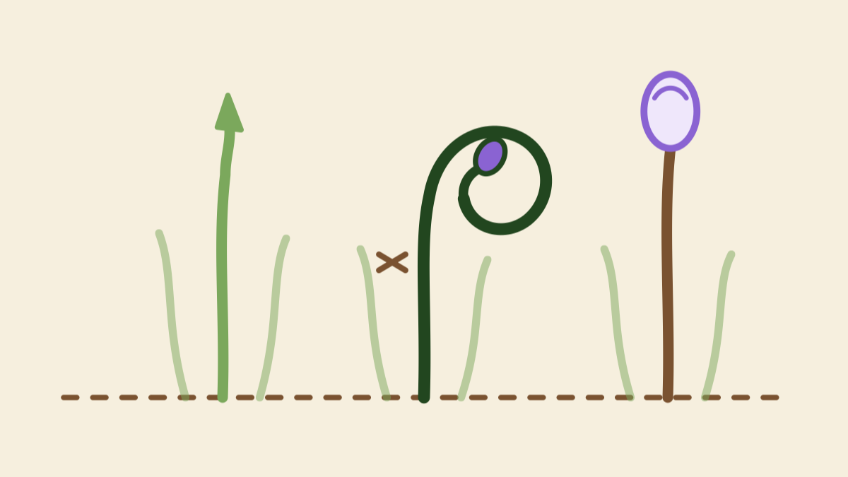 Hand-drawn illustration of elephant garlic scapes at three stages, from straight to curled to flowering