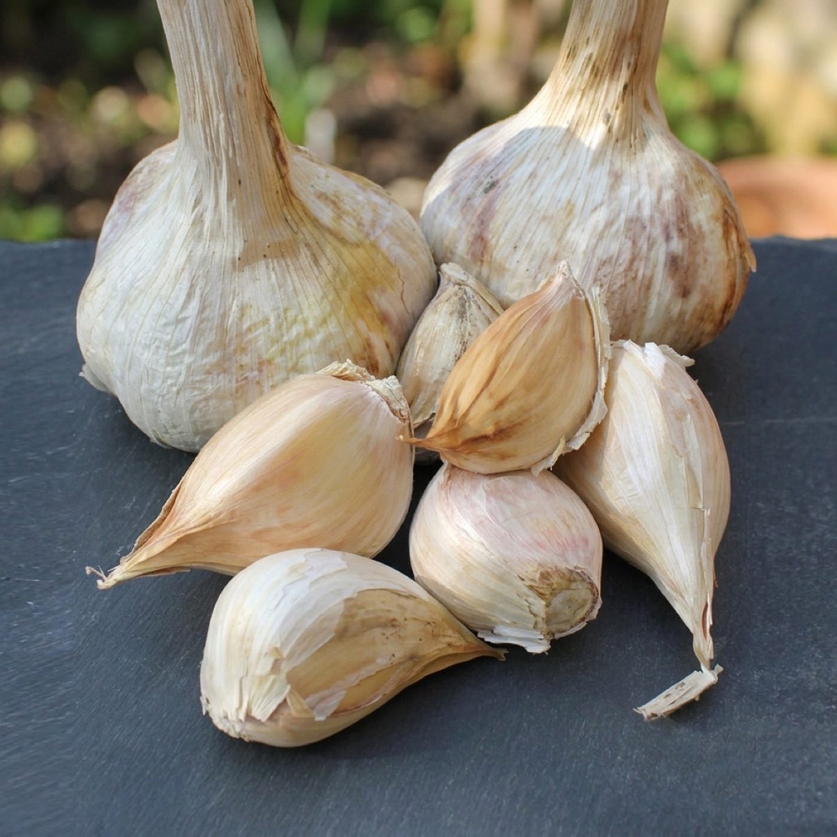 Seed elephant garlic cloves with two whole bulbs